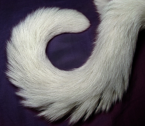 A photo of a cat's tail, naturally lying in a spiral.